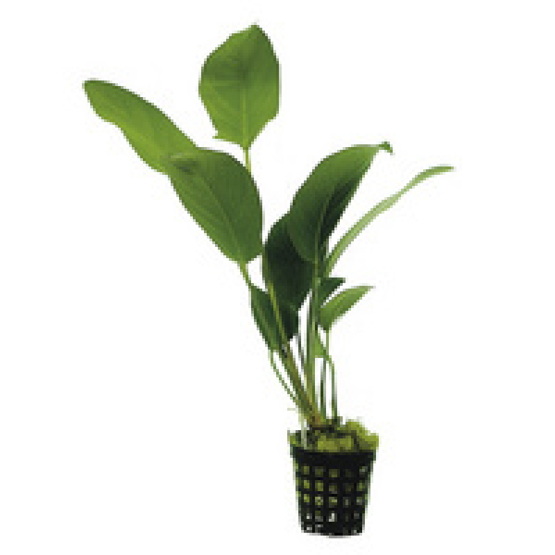 6x Anubias Hastifolia